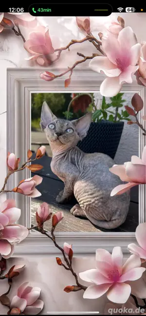 kitten Devon Rex katzenbaby geimft gechippt Stammbaum Erbkrank. freie lienien 