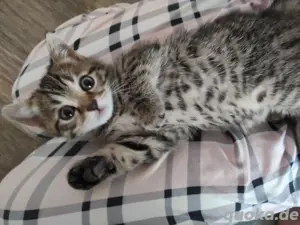BKH   Bengal Mix Kitten 