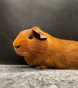 Meerschweinchen Kastrat Yoko