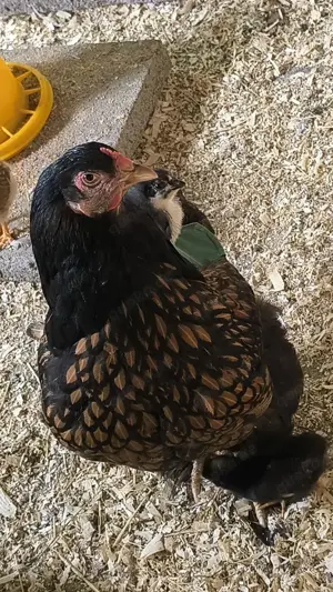 Reinrassigen Brahma GSG BE