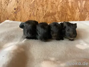 Meerschweinchen Männchen abzugeben  