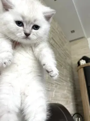 Reinrassige Bkh Kitten