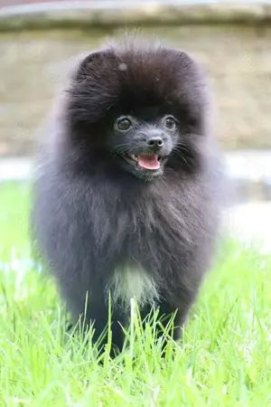 Wunderschöne Pomeranian   Deutscher Zwergspitz Rüden zu verkaufen
