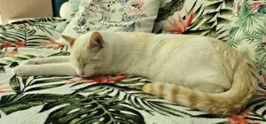 Ragdoll Mischlingskater 
