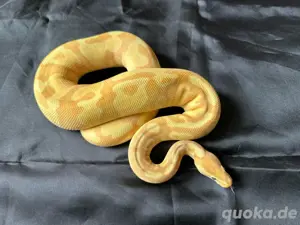 1.0 Superpastel Enchi Banana 100% het Piebald pos Superenchi Mojave 