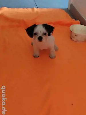 Bichon Havanese Toy 