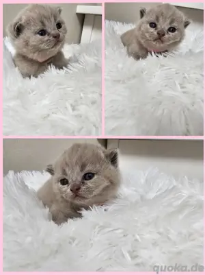 BKH Kitten vom Züchter in Blue und Lilac aus HCM PKD freien Linien 