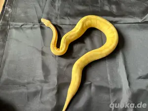 1.0 Mojave Superpastel Banana Enchi 100%het Piebald pos Superenchi