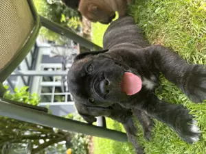 Cane corso   Bordeaux Dogge Welpen (Bordeaux Corso) 