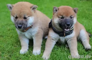Entwurmt Shiba Inu welpen 