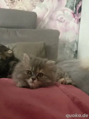 perserkatzen 
