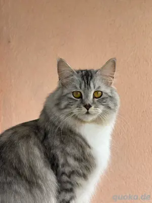 Maine coon