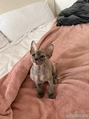 Sphynx Brush