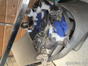 Babykatzen 