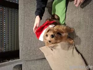 Paddy sucht ein neues Zuhause 