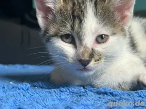 Verkaufe baby katzen 