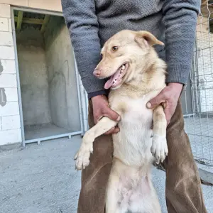 Hündin 884932 sucht ihre Menschen Bild 3