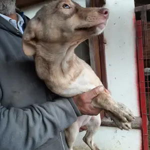 Hündin 884932 sucht ihre Menschen Bild 2