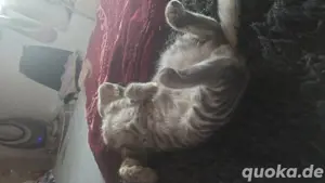 Mainecoon mix 