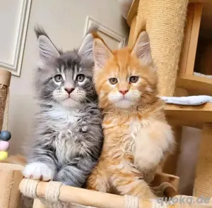 12 Wochen alten Maine-Coon-Kätzchen