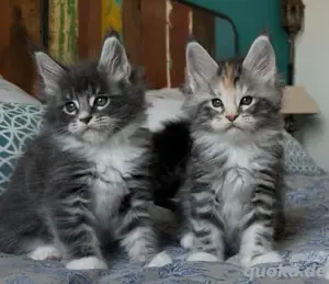 Süße Maine-Coon-Kätzchen
