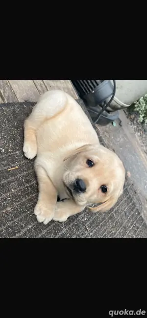 Reinrassige Labrador-Retriever Welpen