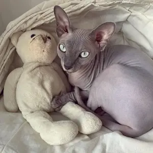 Weibliches Sphynx-Kätzchen