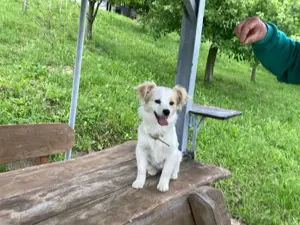 Welpe Hündin Shih Tzu Jack Russel 6Mon 5kg Ausreise nach Adoption VIDEO