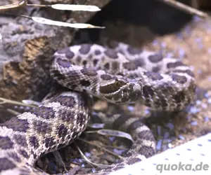 1.0 Sistrurus tergeminus