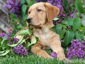 Labrador Welpen 