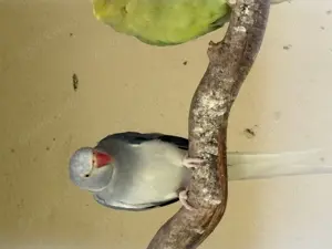 Halsband Sittiche aus Volierenhaltung, 10Stück