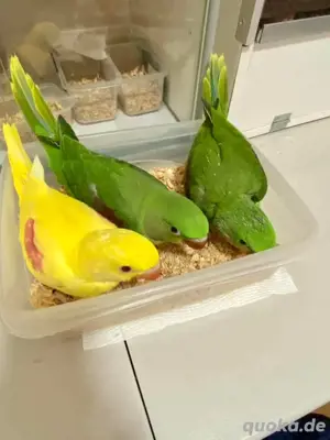 Lutino-Alexandrin-Papageien 