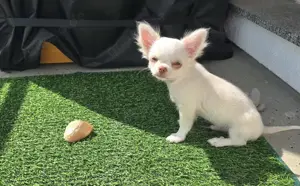 Verkaufe: Ein verschmusten Langhaar Chihuahua Rüde ist noch zu haben. Er hat schöne Bernstein Augen.