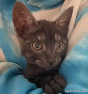 baby kätchen sucht ein neues körbchen