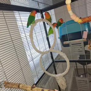 2 Pärchen Agaporniden (Unzertrennliche)