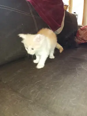 reinrassige Main Coon Kitten