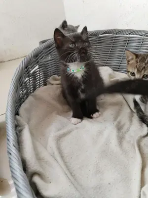 Kitten suchen ein zuhause bkh ekh m
