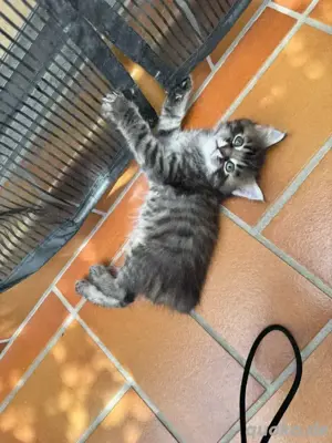 noch 1 seltenes japanische bobtail maine coon mix baby abgabe bereit 