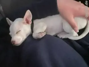 Mogli sucht neues zuhause ! 