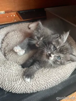 3 Maine coon Mischlingskaterchen suchen ein neues Zuhause 