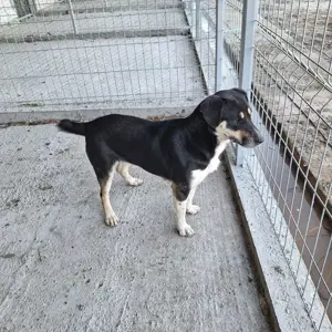 Hündin 884929 sucht ihr Zuhause