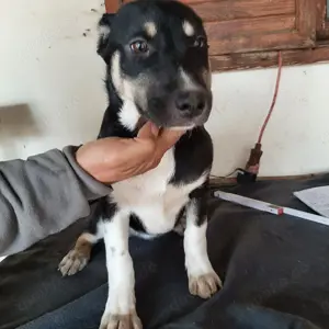 Hündin 884929 sucht ihr Zuhause Bild 2