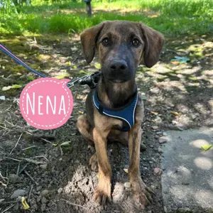 Nena, junge und liebe Mischlingshündin, der perfekte Familienhund