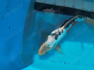 Original Japankoi Shusui