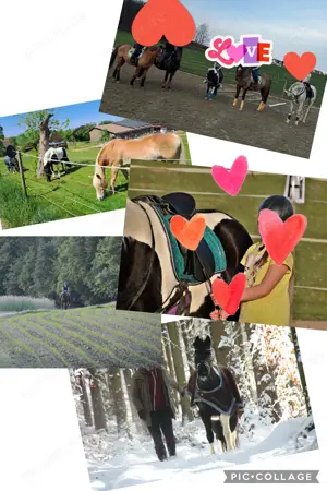 Reitbeteiligung Dressurpferd Springpferd Pony Bild 5