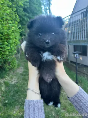  zuckersüsse Zwergspitz, Pomeranian Welpen