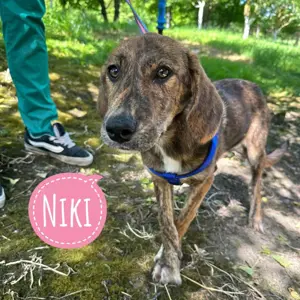 Niki, fröhliche und junge Mischlings Hündin, Segugio Maremmano