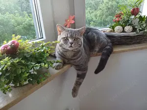 Britisch Kurzhaar Kater grb 27.04.25 Bild 3