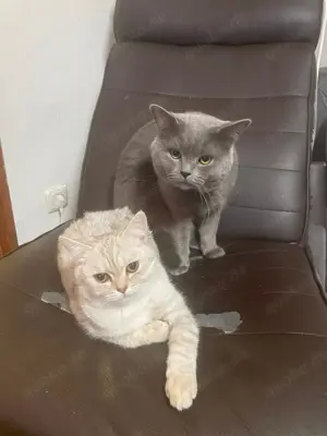 Bkh Katze 