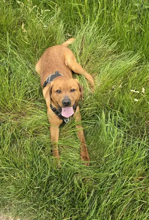 Labrador Rüde Showline